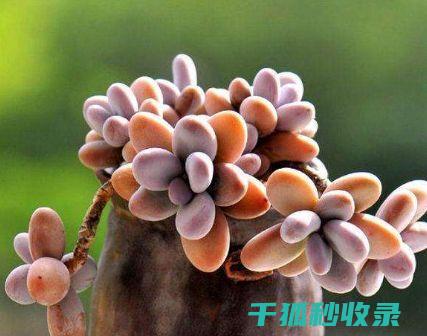 多肉植物养护小贴士：适合初学者的实用建议 (多肉植物养护方法)