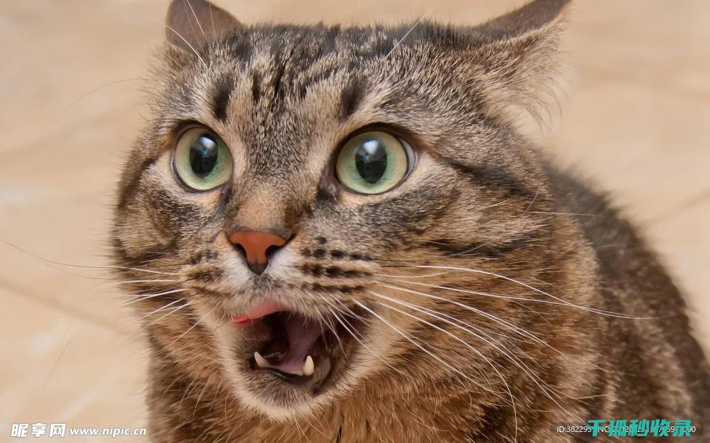 猫咪应激反健康的影响及预防措施