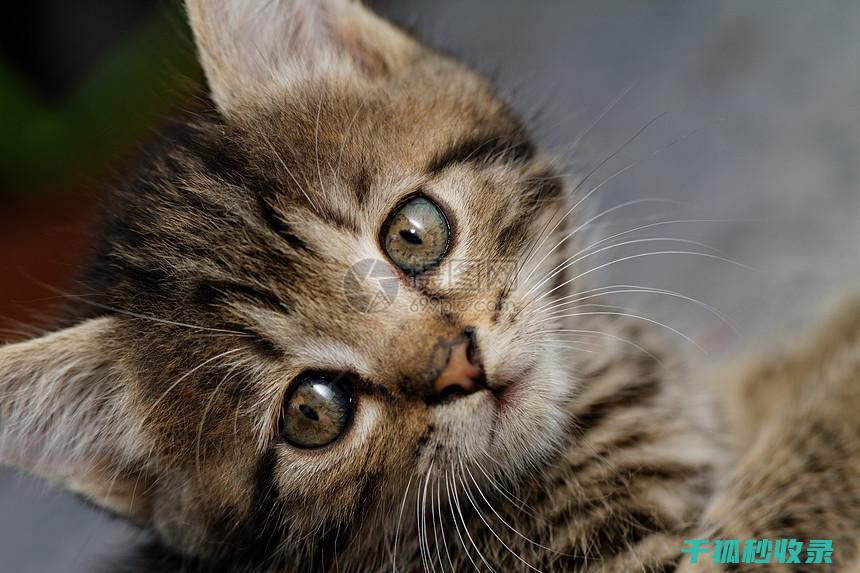 猫咪应激反应：如何通过更换猫窝材质减少不安 (猫咪应激反应症状)
