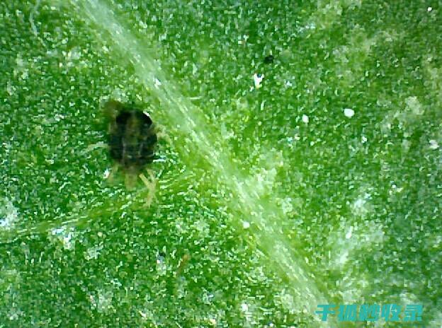 植物病虫害防治：如何通过合理的有机防治系统降低病虫害风险 (植物病虫害防治考试题及答案)