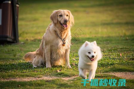 为您的爱宠提供最佳免疫