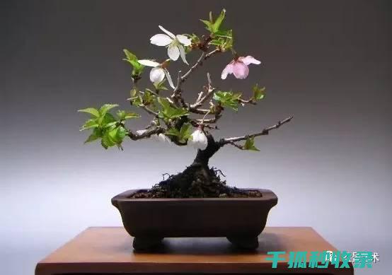 盆栽土壤配比：新手必看的实用技巧 (盆栽土壤配比标准)